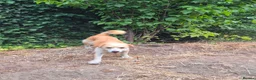 Mixed Breed dogs for adoption: Boba - Dereham Norfolk  in Dereham - Advert 14