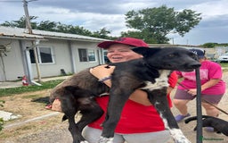Mixed Breed dogs for adoption: Bethany -Norwich Norfolk  - Image 2
