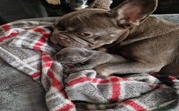 French Bulldog dogs for sale: French Bulldog puppies (1 lilac and tan left) - Image 9