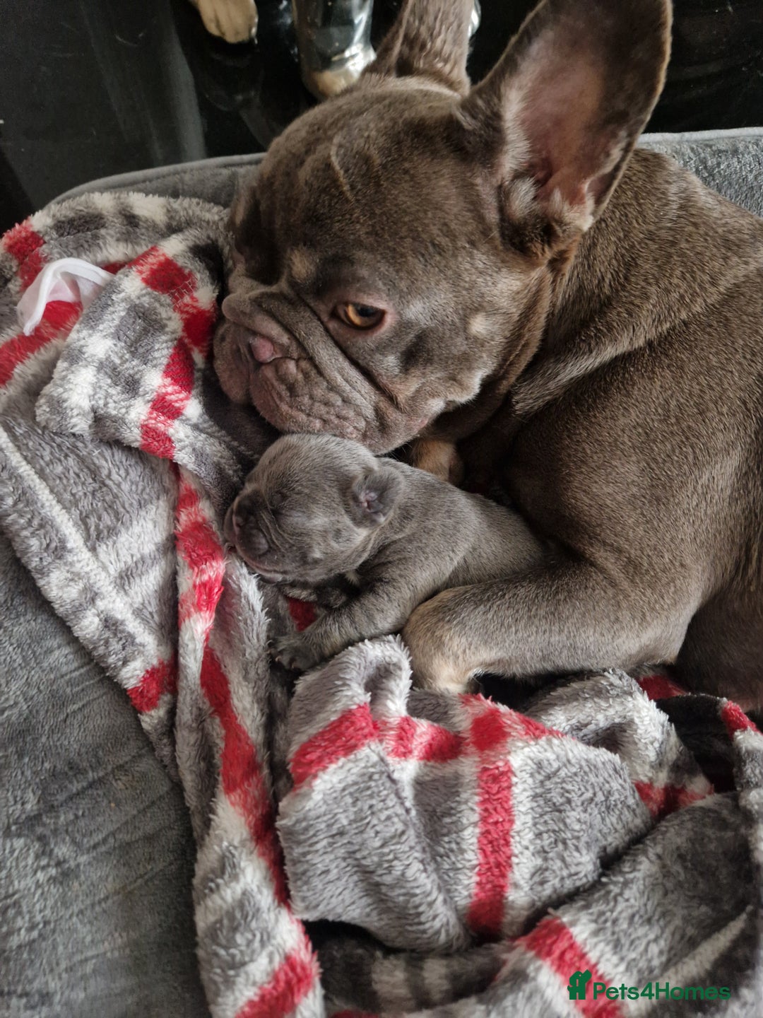 French Bulldog dogs for sale: French Bulldog puppies (1 lilac and tan left) - Image 9