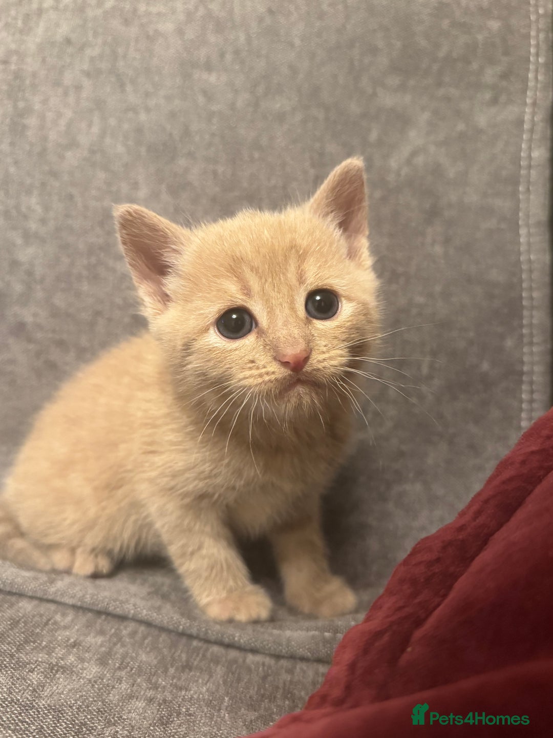 Mixed Breed cats for sale: 3 Beautiful kittens available - Advert 15