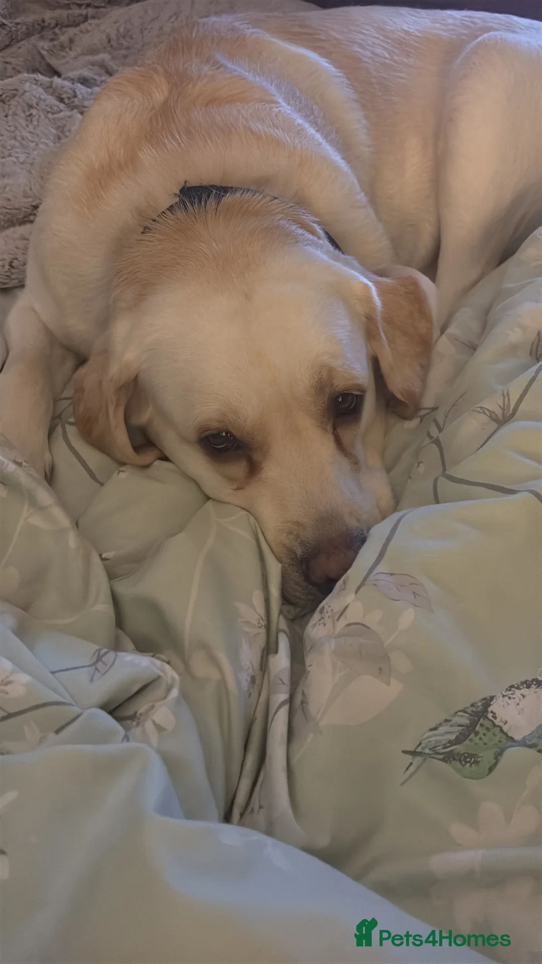 Labrador Retriever dogs for sale: 2year old male lab in Llantwit Major - Advert 2