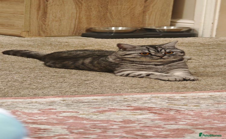 British Shorthair cats - Advert 1