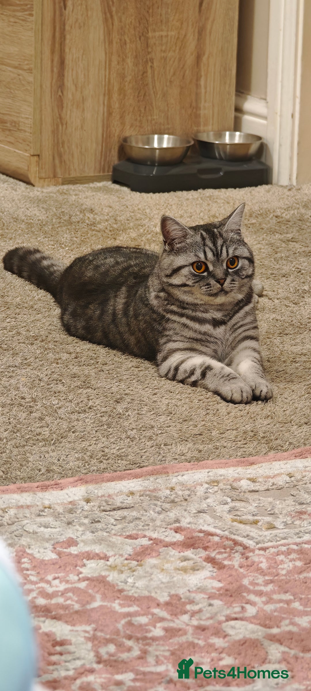 British Shorthair cats for sale: One year old British shorthair - Image 1