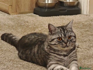 British Shorthair cats - Advert 7