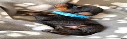 Dobermann dogs for sale: KC REGISTERED DOBERMAN PUPPIES - Advert 6