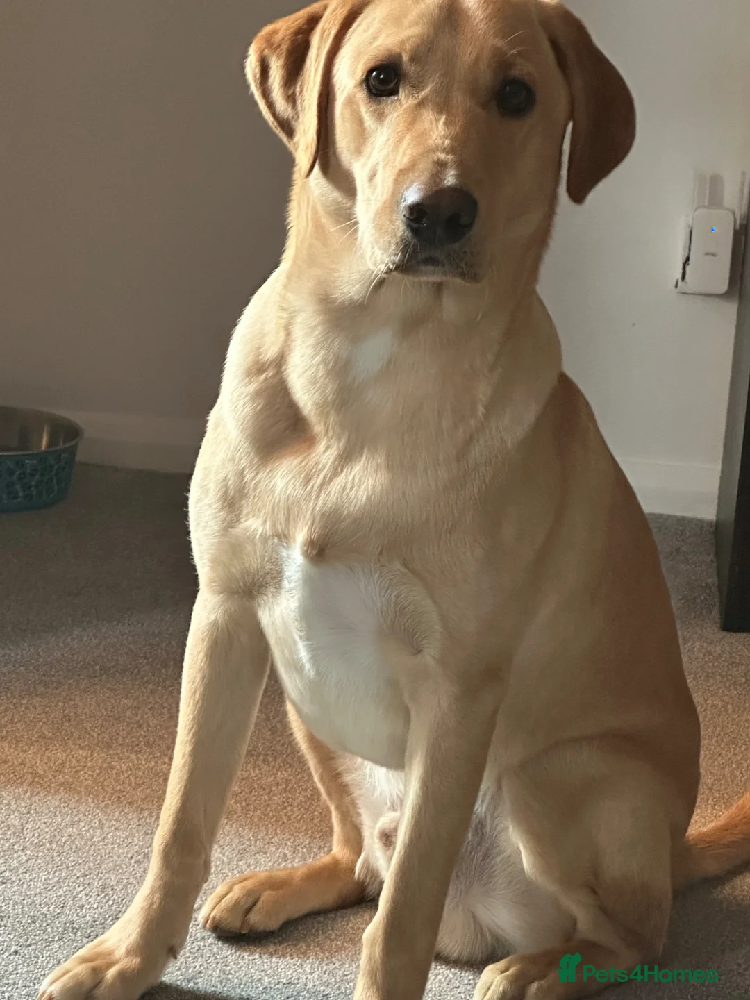 Labrador Retriever dogs for sale: Labrador retriever - Advert 5