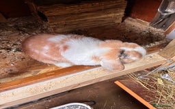 Dwarf Lop rabbits for sale: Dwarf lop eared - Image 5