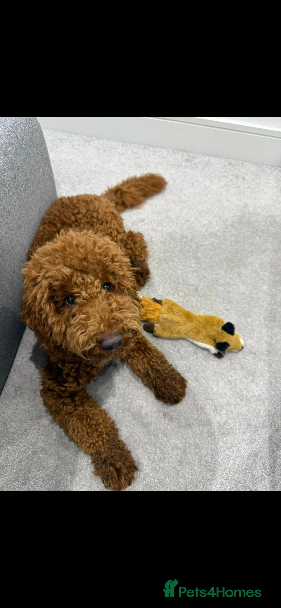 Miniature Poodle dogs for stud: EXTENSIVELY HEALTH TESTED POODLE FOR STUD - Advert 11