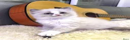 Ragdoll cats for sale: Gorgeous Snow Leocats: RagdollxSiberianxHimalayan! - Advert 4