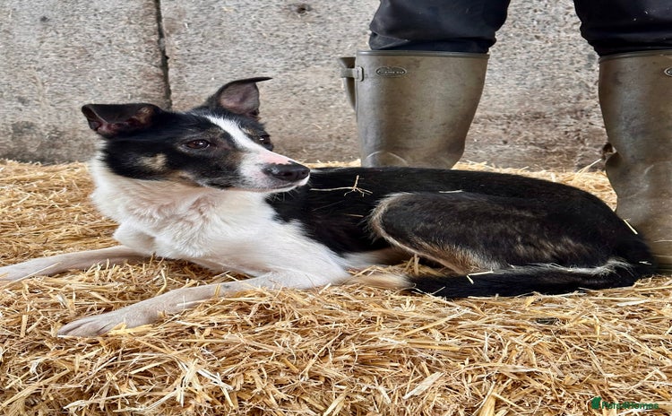 Border Collie dogs - Advert 6