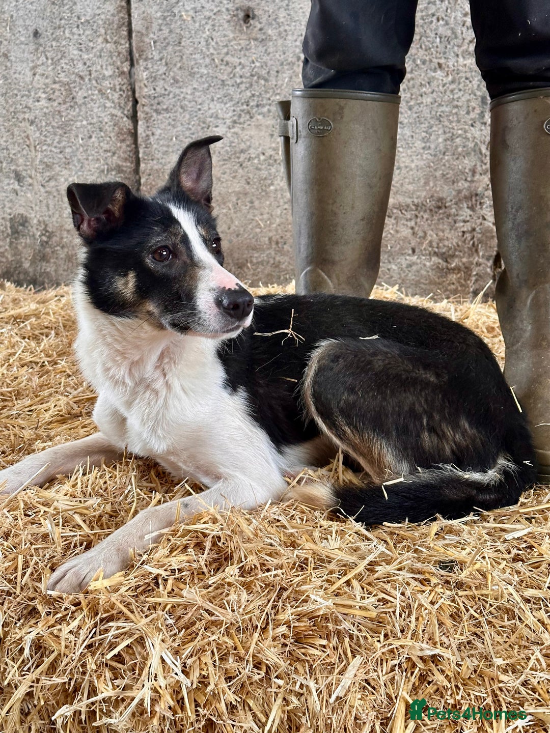 Border Collie dogs for sale: 21 Month Old Border Collie Bitch  - Image 1