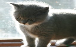 Exotic cats for sale: Exotic cross kittens - Advert 2