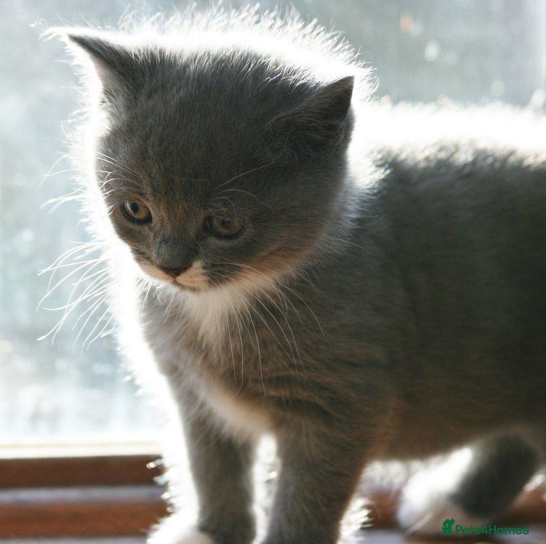 Exotic cats for sale: Exotic cross kittens - Advert 2