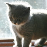 Exotic cats Exotic cross kittens - Advert 1