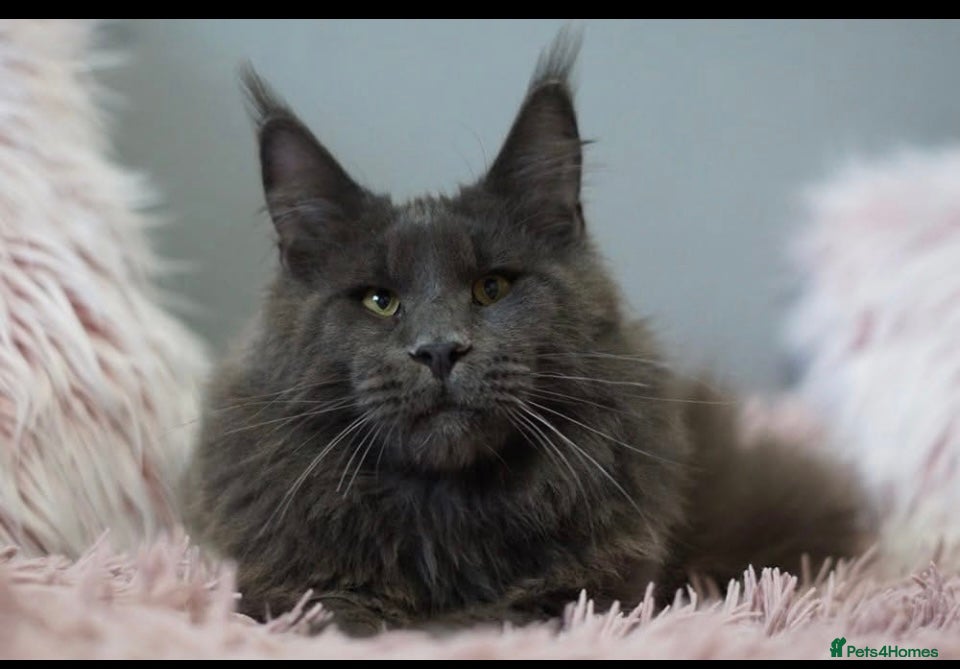 Maine Coon cats Stud service  - Advert 16