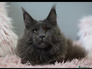 Maine Coon cats Stud service - Advert 16