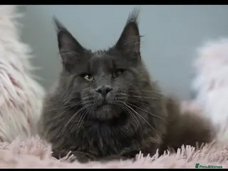 Maine Coon cats Stud service - Advert 1