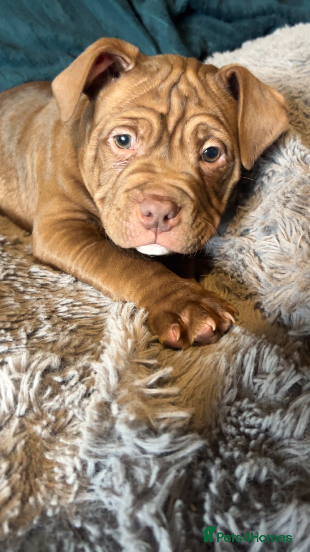 American Bully dogs for sale: ⭐️⭐️POCKETBULLY⭐️⭐️ - Advert 4