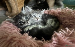 Kurilian Bobtail cats for sale: Rare pure breed Kurilian bobtail kittens available - Advert 14