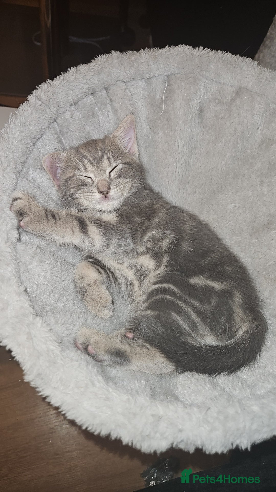 Mixed Breed cats for sale: Grey Kittens🐾🤍 - Advert 21
