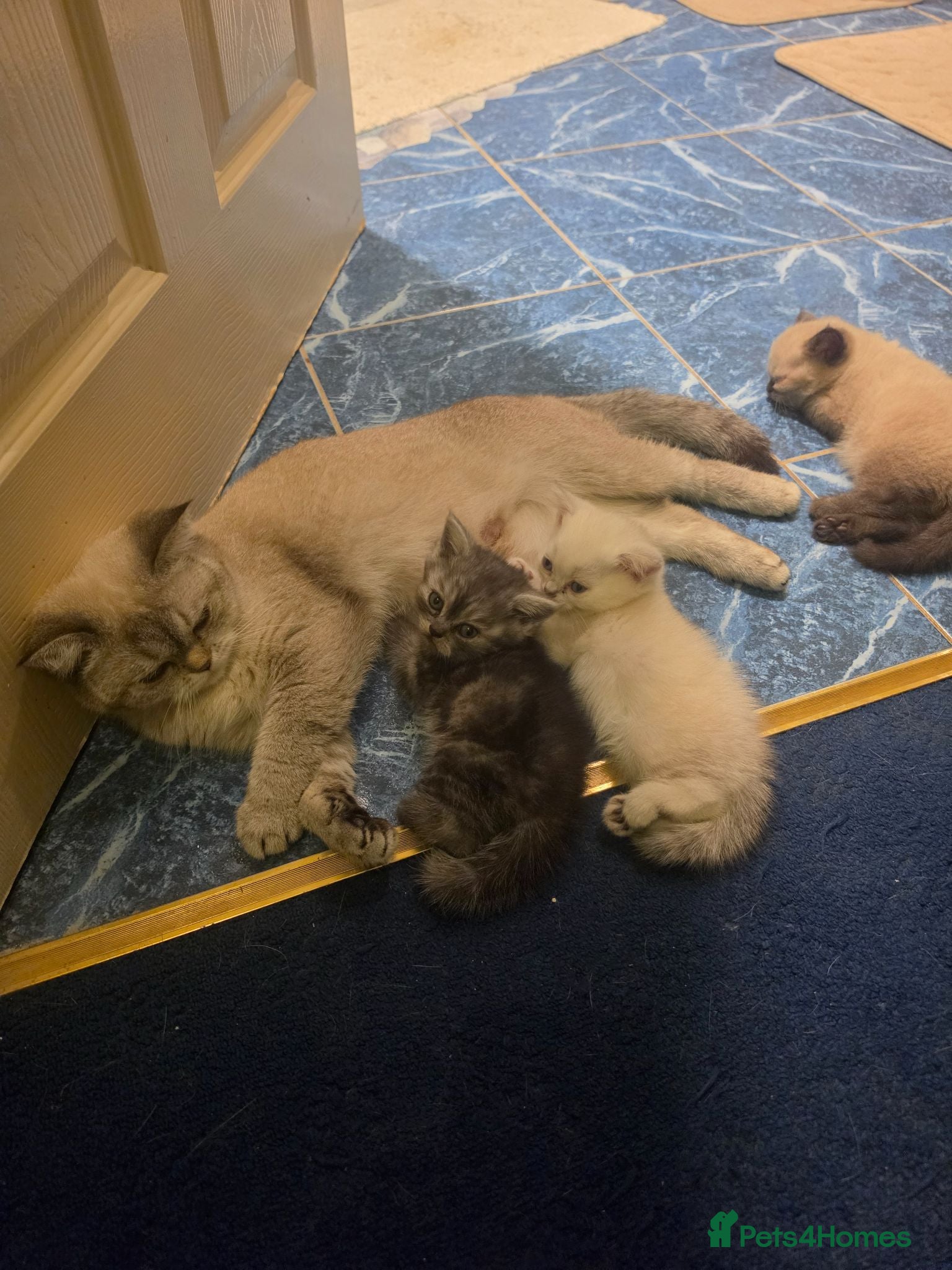 Scottish Fold cats Beautiful Scottish fold kittens with blue eyes  - Advert 1