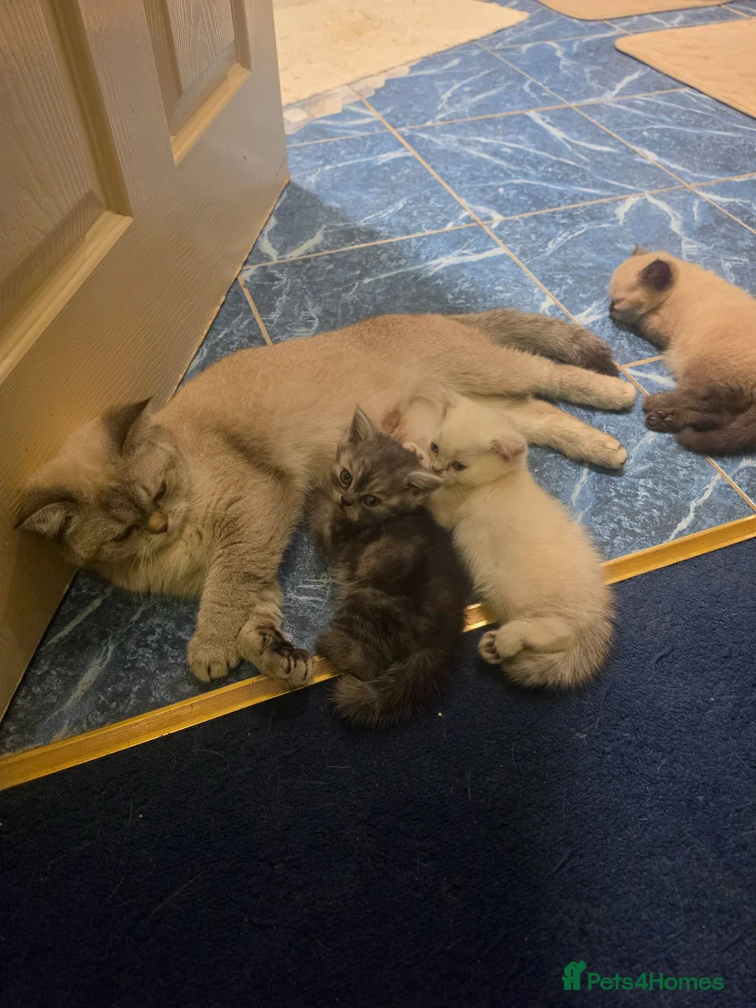 Scottish Fold cats for sale: Beautiful Scottish fold kittens with blue eyes  - Advert 1