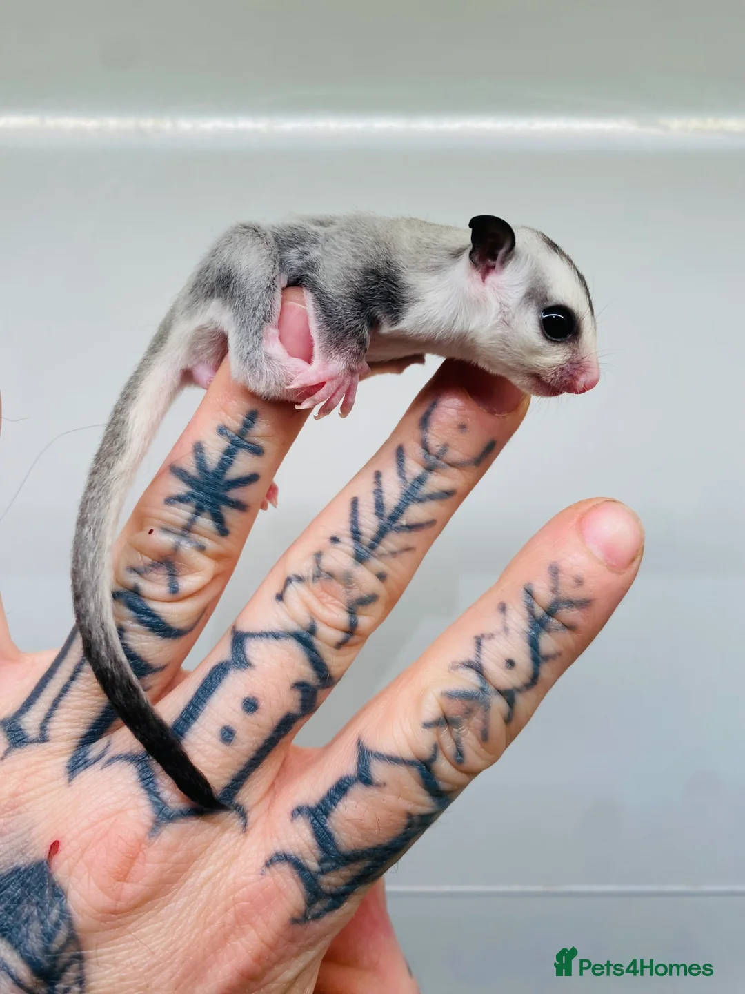 Sugar Glider rodents for sale: Male Baby Sugar Glider in Bournemouth - Advert 5