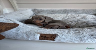 Miniature Dachshund dogs - Advert 15