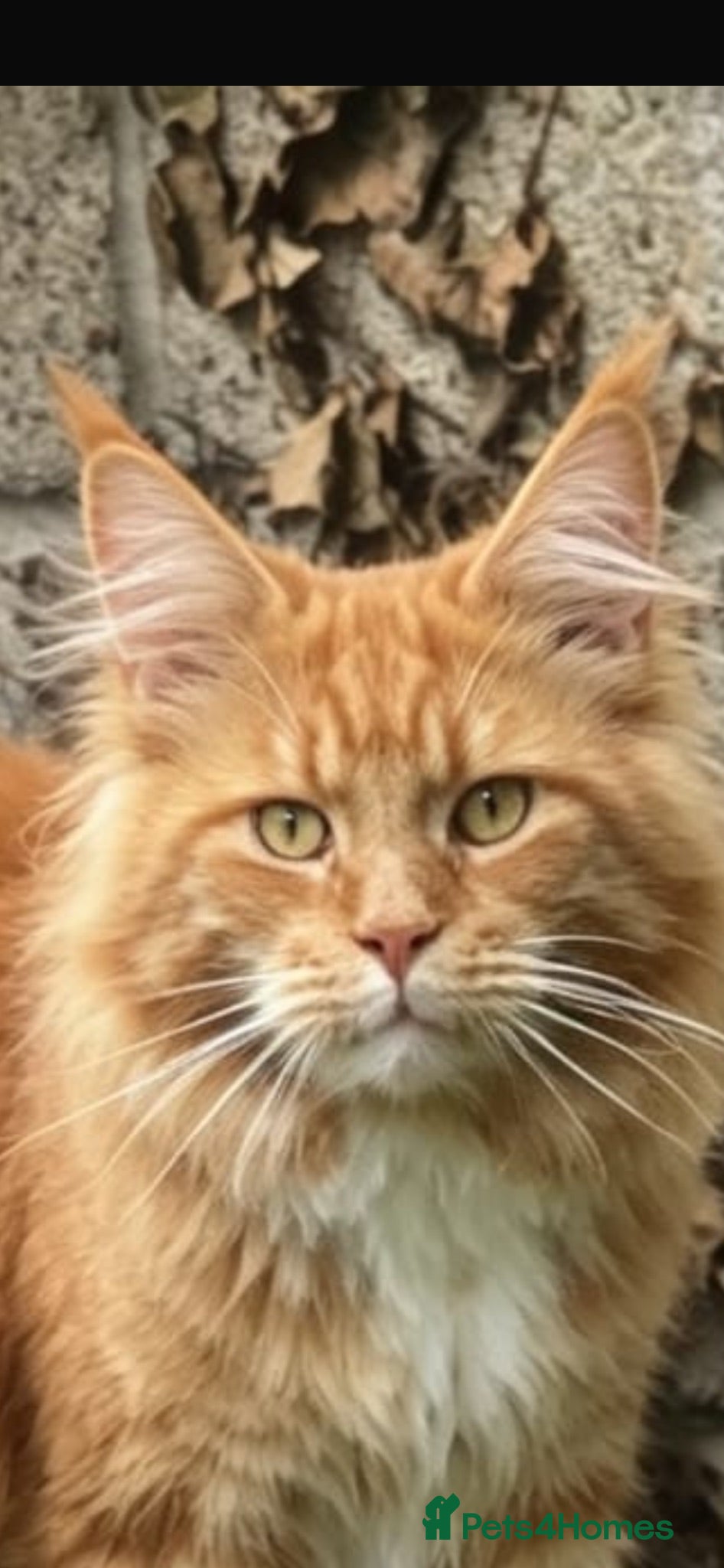 Maine Coon cats 🔥 amazing offer full Maine coon 🔥 Amazing colour - Advert 2