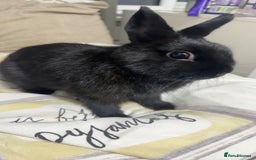 Netherland Dwarf rabbits for sale: Bolt  - Advert 8