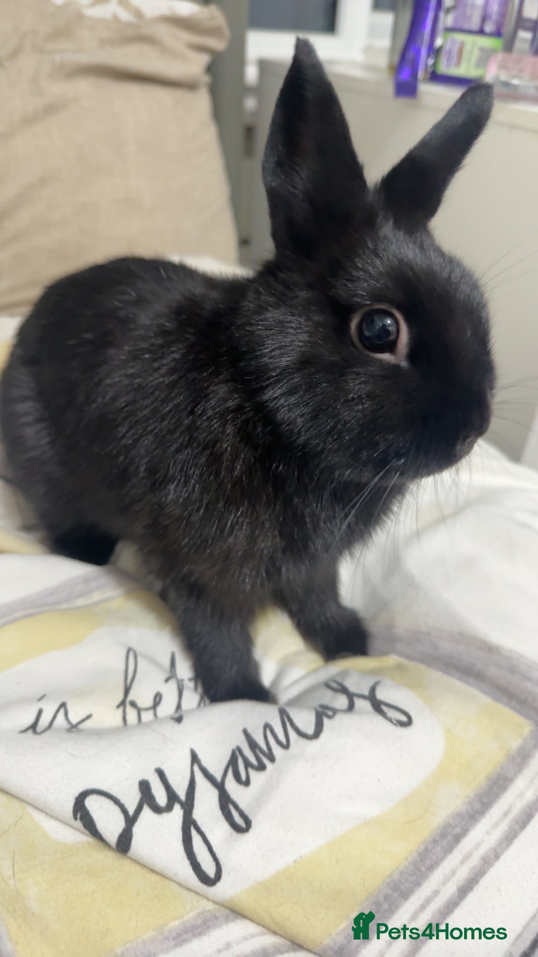 Netherland Dwarf rabbits for sale: Bolt  - Advert 8