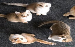 Scottish Fold cats for sale: TICA Registered Scottish Fold Two Spayed Kittens  - Image 5