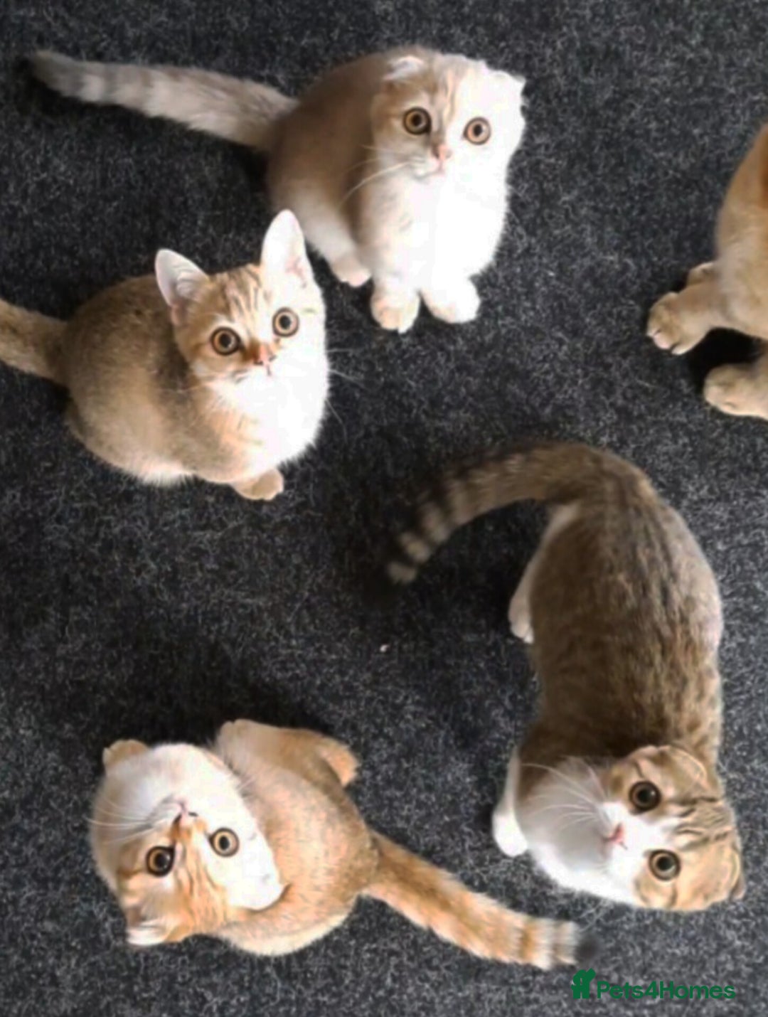 Scottish Fold cats for sale: TICA Registered Scottish Fold Two Spayed Kittens  - Image 5