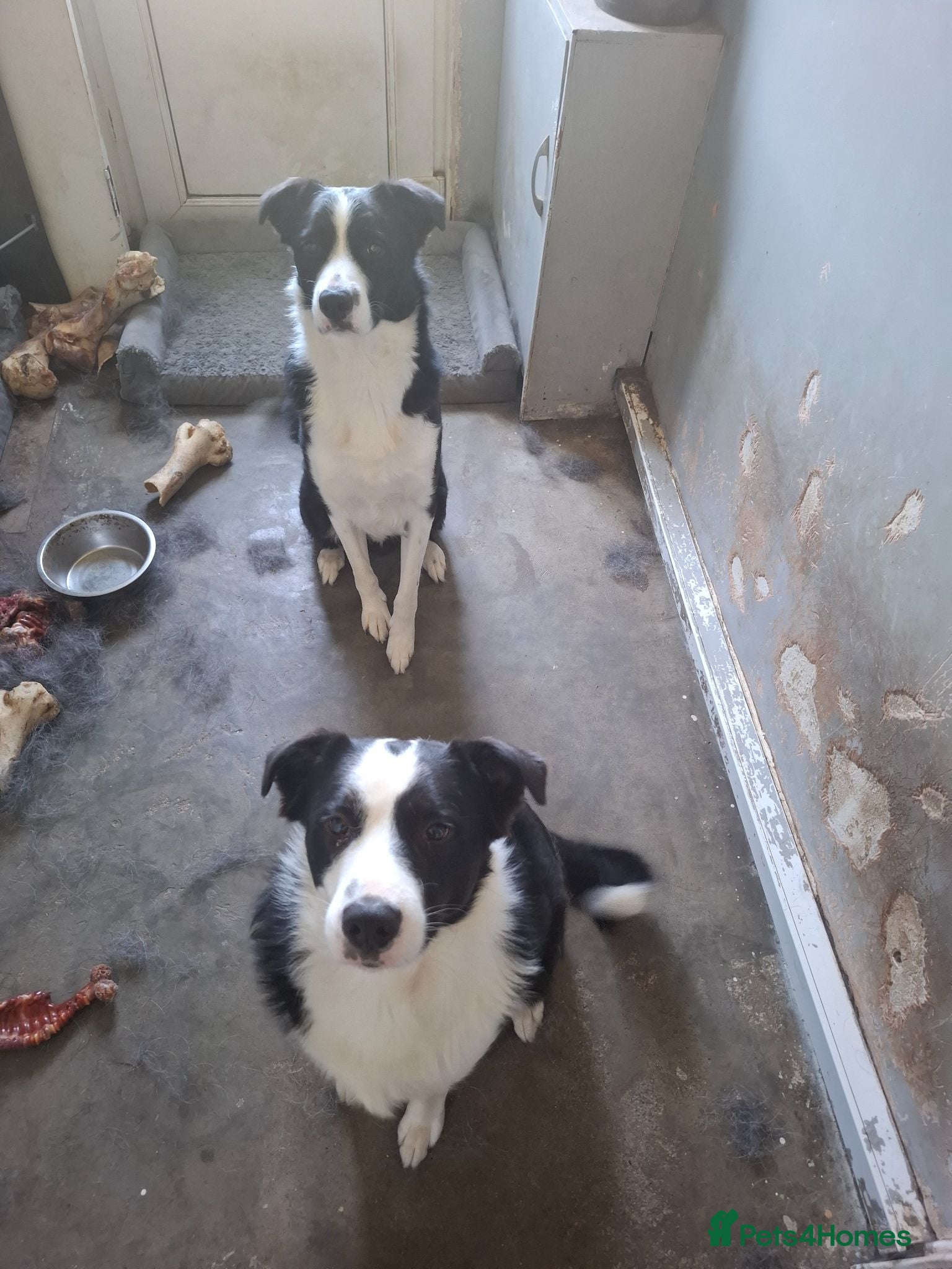 Welsh Collie dogs 2 dogs needing good home - Advert 1