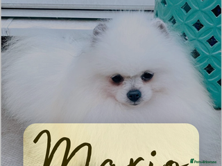 Pomeranian dogs Mr M white&blue Pomeranian in Willenhall - Advert 16