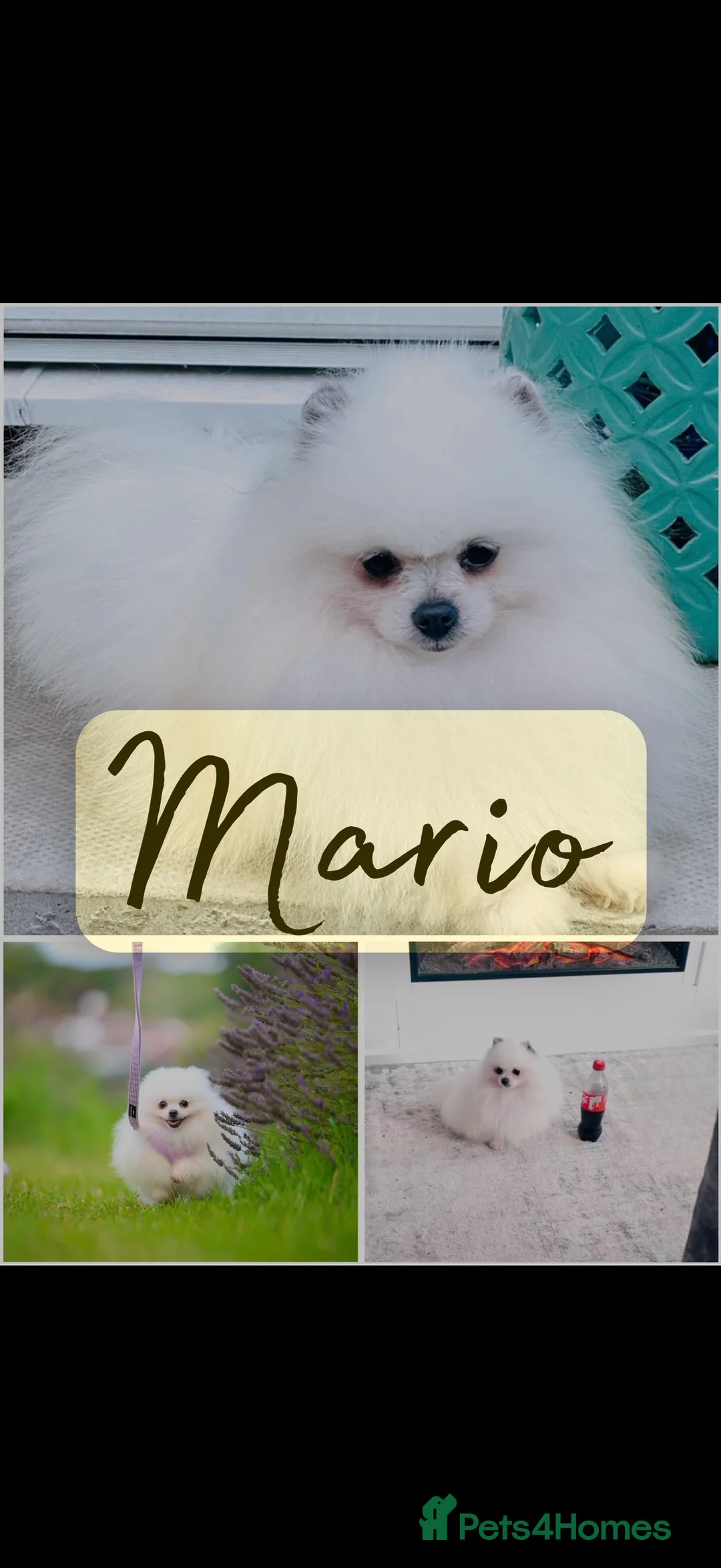 Pomeranian dogs for stud: Mr M white&blue Pomeranian  in Willenhall - Advert 1