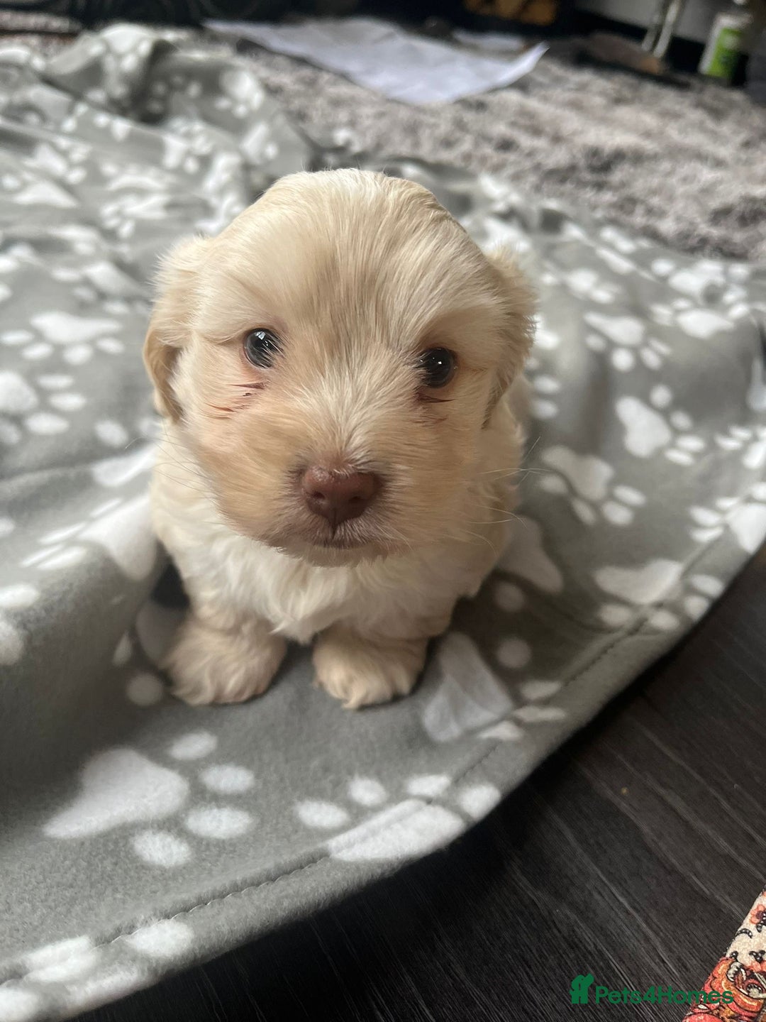 Mixed Breed dogs for sale: Amazing Shweenie girl - Advert 12