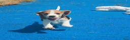 Beagle dogs for sale: READY NOW KENNEL CLUB REG BEAGLE PUPPIES - Advert 5