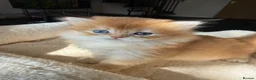 British Longhair cats for sale: GCCF reg NEW LITTERS AVAILABLE BSH & BLH Kittens - Advert 4