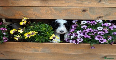 Bernedoodle dogs - Advert 3