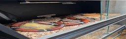 Snake reptiles for sale: Mixed Snakes - Advert 38