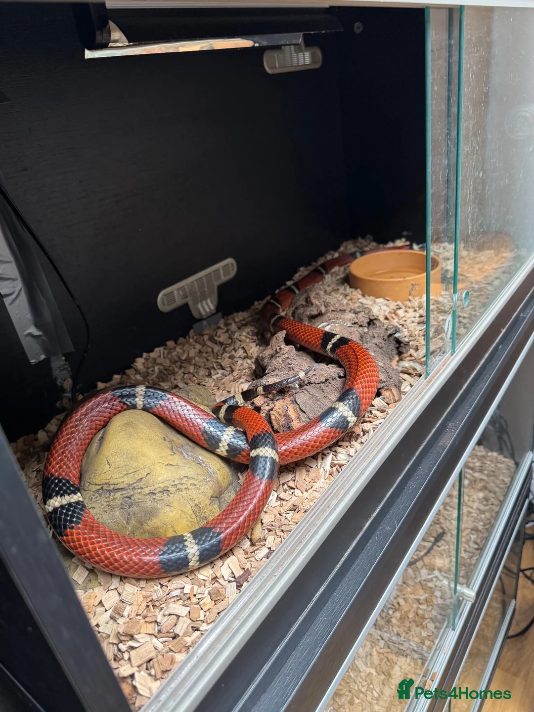 Snake reptiles for sale: Mixed Snakes - Advert 9