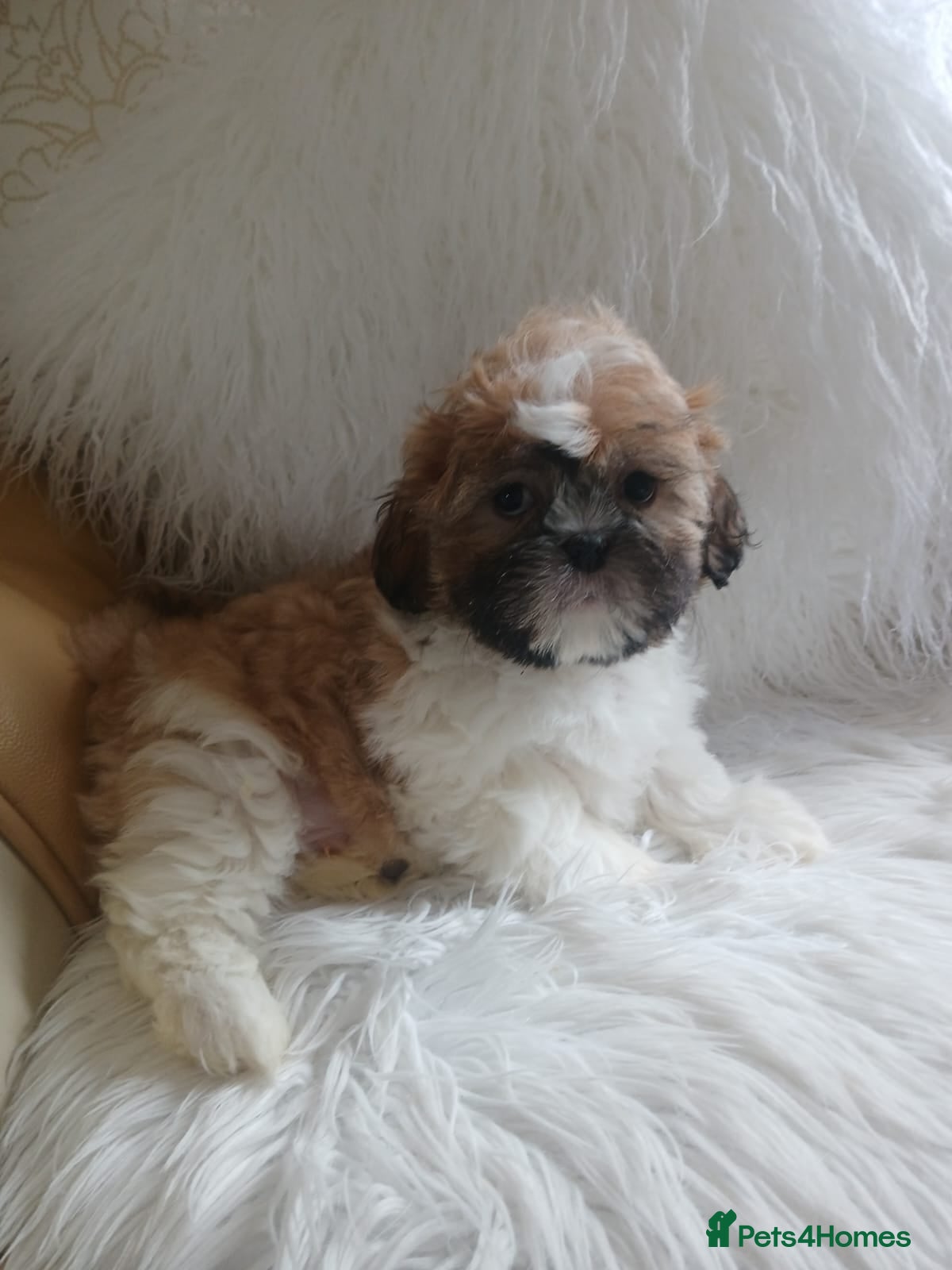 Shih Tzu dogs Shit tzu puppies  - Advert 1