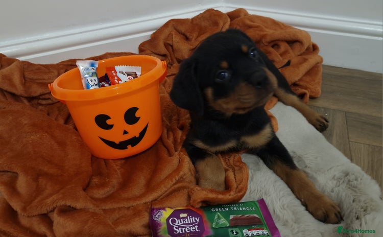 Rottweiler dogs - Advert 1