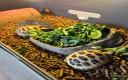 Tortoise reptiles for sale: Four Horsefield Tortoises  - Image 4