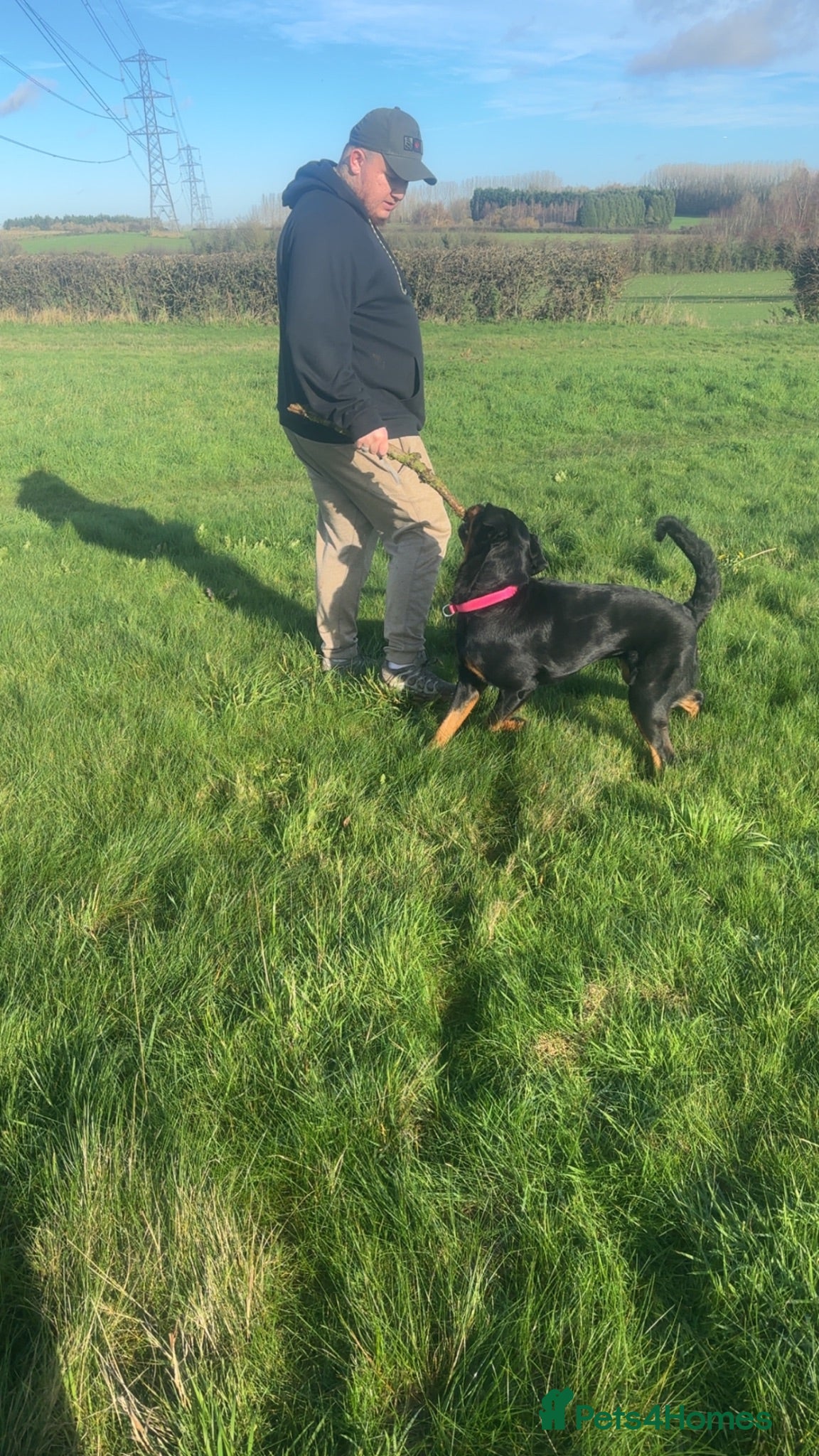 Rottweiler dogs 2 year old Rottweiler  - Advert 18
