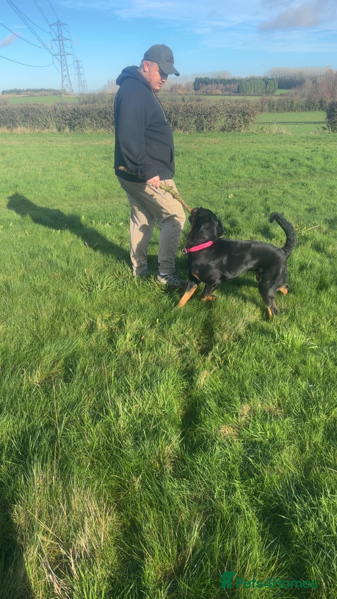 Rottweiler dogs for sale: 2 year old Rottweiler  in Derby - Advert 1