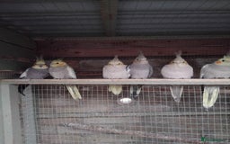Cockatiels birds for sale: Baby cocktails ready for new homes  - Image 1