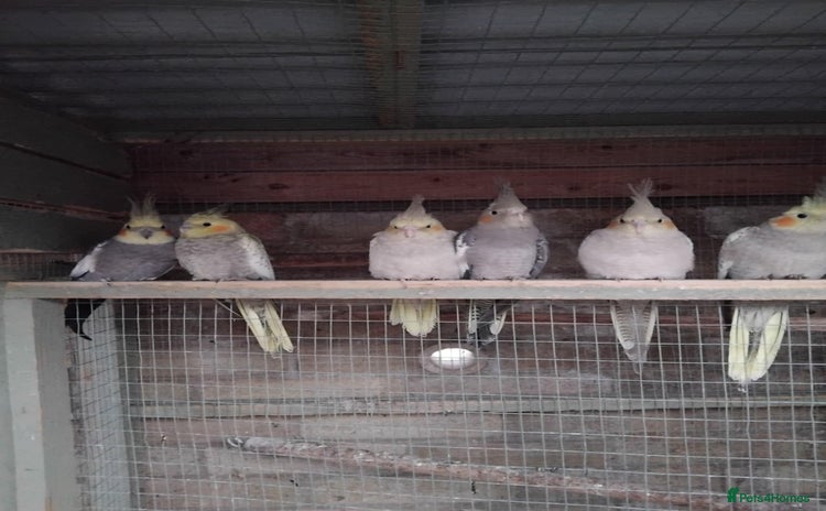 Cockatiels birds - Advert 1